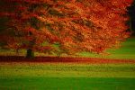 Red-Tree-Autumn-Nature-Images-Wallpaper-HD-Widescreen-4278389292